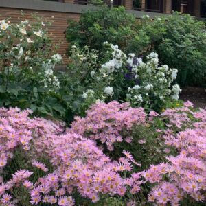 Mums in the Courtyard Garden